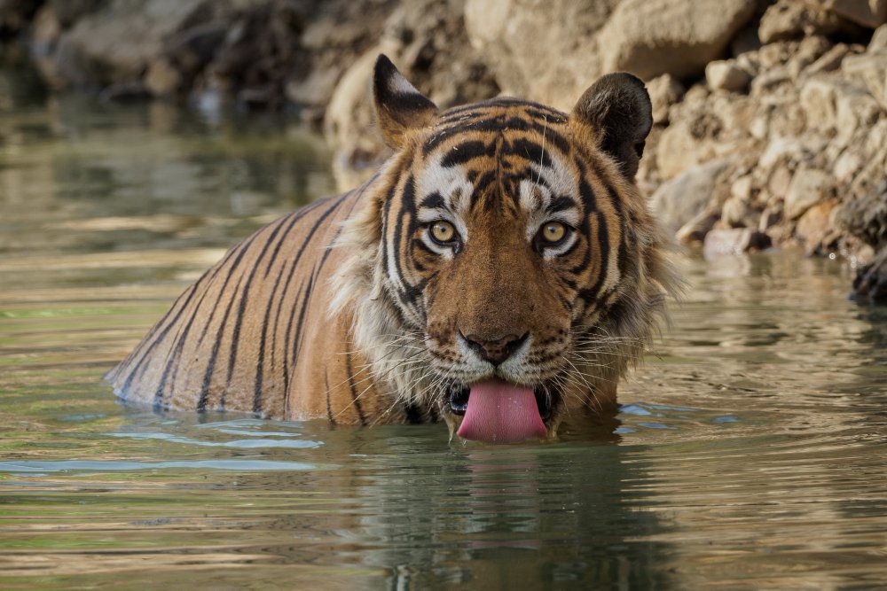 amazing-bengal-tiger-nature